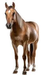 Obraz premium Majestic Horse Portrait: A stunning portrait of a regal horse showcasing its powerful physique and elegant presence. The light plays across its glossy coat.