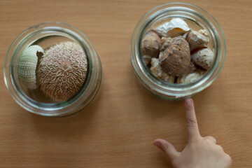 Education. The glass jars are filled with beautiful seashells and various types of mushrooms, all displayed on a wooden surface
