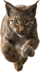 Obraz premium Alert Lynx's Energetic Sprint: Capture the raw energy and grace of a lynx in mid-sprint, the focus on its piercing gaze as it charges toward you with impressive speed and power. 