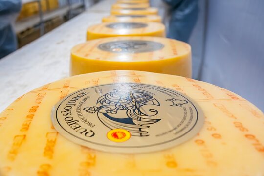 View of multiple Sao Jorge cheese wheels prominently displaying their traditional labels, authentic Azorean product. The label highlights the certification and origin of this Portuguese gastronomy