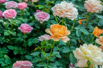 Multicolored rose in flower garden,Сolorful roses in rose garden,English roses of different colors in english garden.