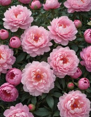 Luscious pink peonies and roses, abundant blooms  ample copy space ,  floral design,  celebration