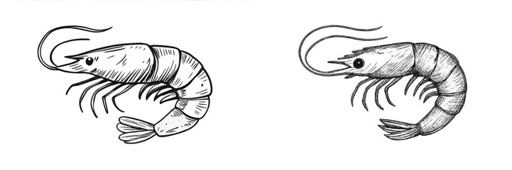 Detailed sketch of two shrimp illustrations showcasing unique features and anatomical differences in a minimalist style