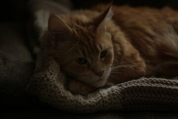 Close up portrait of the orange maine coon cat relaxing lying on the sofa. Portrait with natural lighting, untouched colors in evening windows light