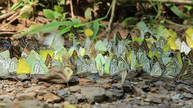 Many wild butterflies on ground in Ban Krang campsites in Kaeng Krachan National Park Phetchaburi Province, Thailand 