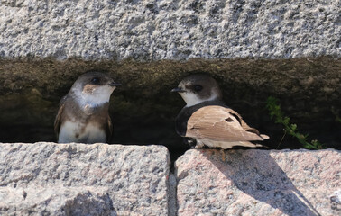 A pair of sand martins © Klimczak-Krajewska