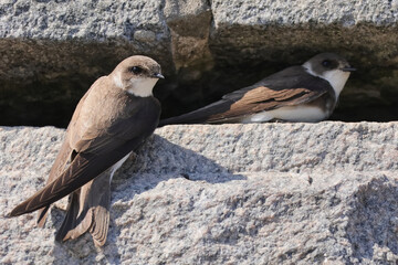 A pair of sand martins © Klimczak-Krajewska