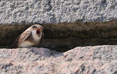 Yawning sand martin © Klimczak-Krajewska