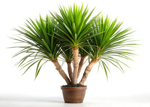 Yucca elephantipes generative ai 