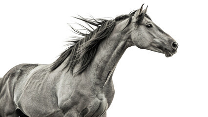 horse isolated on white background