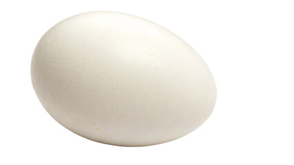 egg on white background