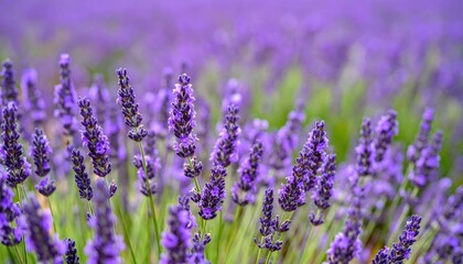 Obraz premium Lavender Fields Swaying Gently in the Breeze with Calming Aroma