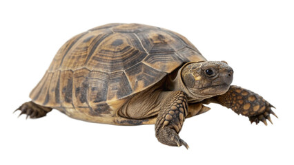 Obraz premium turtle on white background