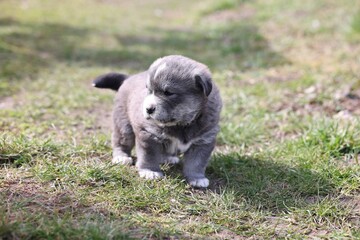 One tiny puppy walking on green grass outdoors