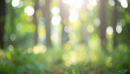 Obraz premium Peaceful Forest Clearing Bathed in Soft Diffused Ethereal Light