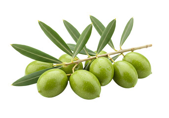 Green Olives Branch HighRes Image for Food Recipes  More isolated on transparent background