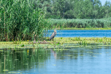 Lonely wild water bird of purple heron sits in overgrown river. Ardea purpurea hunt and poke fish in water with their beaks. Freedom freshwater large bird of heron family. Habitat reed beds near lake.
