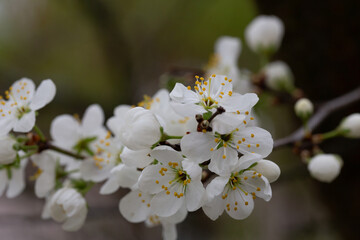 Macro White cherry blossoms on a branch in the garden, also known as cherry blossoms. Cherry blossom tree, selective focus.