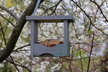 Bird feeder with bread on a blooming cherry tree in the garden.