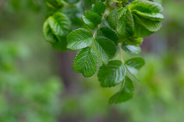 Green leaves on a rose bush in early spring, macro