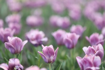 Many beautiful flowers growing outdoors, selective focus