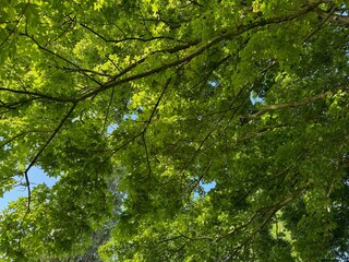 Fototapeta premium Beautiful tree crown with green leaves as background, closeup
