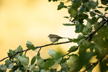 Common chiffchaff (Phylloscopus collybita) perched on leafy branch – forest bird in golden background