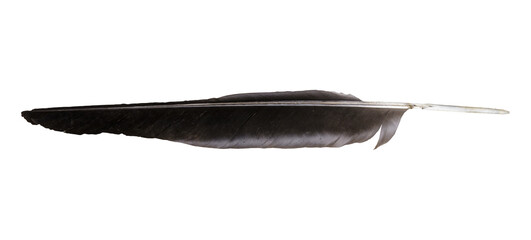 Large black feather isolated