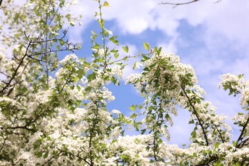 Beautiful tree with white flowers under blue sky, low angle view