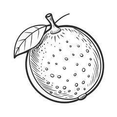 lime fruit vector icon on white background