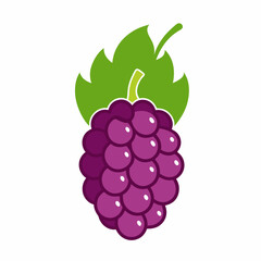 mulberry fruit vector icon on white background