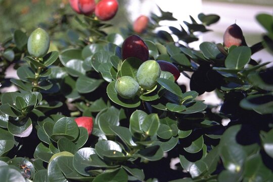 Carissa macrocarpa - Natal Plum with Fruit

