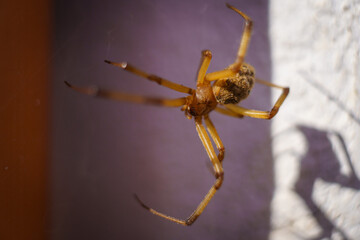 Brown widow spider spider on the web