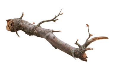 Broken tree branch with lichen isolated on transparent background