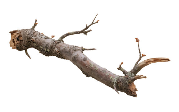 Broken tree branch with lichen isolated on transparent background