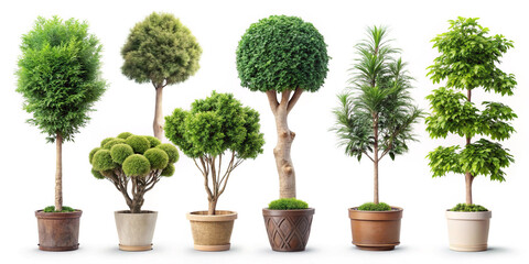 small bonsai tree