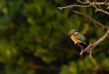 Common kingfisher on green at Sundarban tiger reserve, India