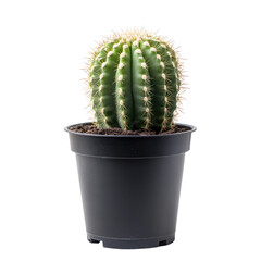 Round cactus in dark pot