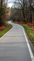 Obraz premium Winding Path Through Quiet Forest Offers Inviting Peaceful Scenery