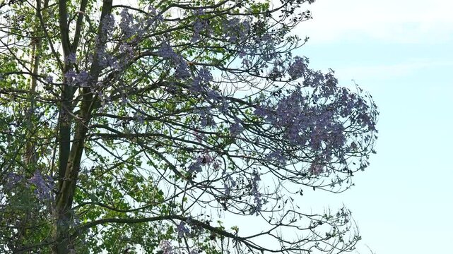 Jacaranda mimosifolia tree with beautiful purple flowers blooming in the sun, swaying in the wind