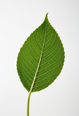 Fresh green leaf on a white background, perfect for nature and botanical themes.