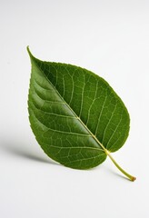 Fresh green leaf on a white background, perfect for nature and botanical themes.