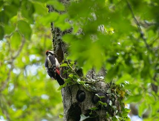 Greater spotted woodpecker feeding its chicks