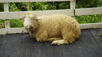 A SHEEP IS SITTING IN A CAGE IN THE AFTERNOON
