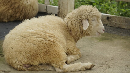 A SHEEP IS SITTING IN A CAGE IN THE AFTERNOON
