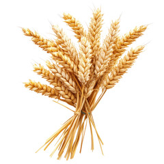 A bundle of ripe wheat stalks, golden and ready for harvest