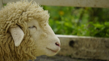 APPEARANCE OF AN IVORY WHITE SHEEP'S HEAD IN THE CAGE
