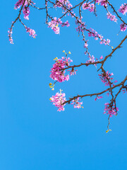 vertical image tree branches with pink flowers redbud against the blue sky on a clear day