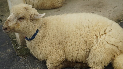 A lamb is standing in the sheep pen
