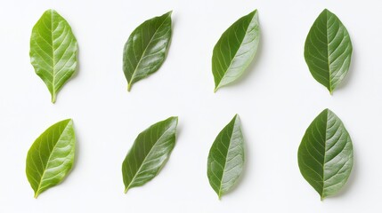 Naklejka premium Eight Green Leaves Flatlay Nature Minimalist Composition, White Background Leaf, Flatlay